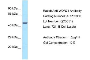 Western Blotting (WB) image for anti-WD Repeat Domain 74 (WDR74) (C-Term) antibody (ABIN2789311) (WDR74 Antikörper  (C-Term))