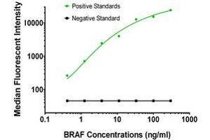 Luminex Assay (LMNX) image for anti-B-Raf proto-oncogene, serine/threonine kinase (BRAF) antibody (ABIN2715102)