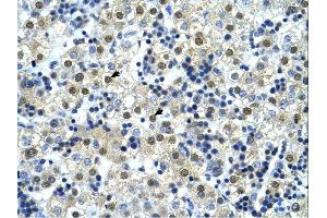 Immunohistochemistry (IHC) image for anti-Nuclear Transcription Factor Y, gamma (NFYC) (C-Term) antibody (ABIN2780913) (NFYC Antikörper  (C-Term))