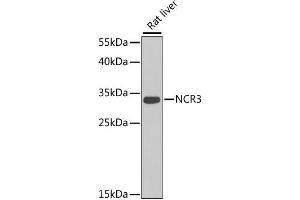 Western blot analysis of extracts of rat liver, using NCR3 antibody (ABIN2564055) at 1:1000 dilution. (NCR3 Antikörper)