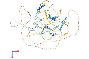 Calpastatin Protein (CAST) (AA 1-788) (His tag)