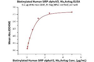 Immobilized Human CD47, Fc Tag (Hied) (ABIN2180806,ABIN2180805) at 2 μg/mL (100 μL/well) can bind Biotinylated Human SIRP alphaV2, His,Avitag (ABIN6973267) with a linear range of 0.