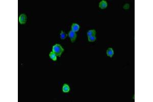 Immunofluorescence staining of HepG2 cells with ABIN7151516 at 1:333, counter-stained with DAPI. (EAF2 Antikörper  (AA 6-100))