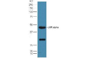 Western Blotting (WB) image for anti-Nuclear Receptor Subfamily 1, Group H, Member 3 (NR1H3) (AA 361-447) antibody (ABIN2177438)