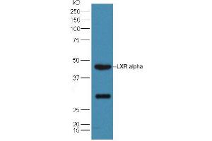 Mouse liver lysates probed with Rabbit Anti-LXR alpha + LXR beta Polyclonal Antibody, Unconjugated (ABIN2177438) at 1:300 overnight at 4 °C. (NR1H3 Antikörper  (AA 361-447))