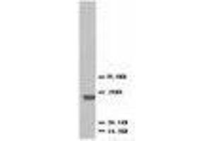 Image no. 2 for anti-C-Fos Induced Growth Factor (Vascular Endothelial Growth Factor D) (Figf) (AA 101-115) antibody (ABIN1493925) (VEGFD Antikörper  (AA 101-115))