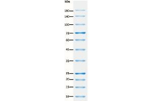 SDS-PAGE (SDS) image for ExcelBand™ All Blue Regular Range Plus Protein Marker (ABIN5662607) (ExcelBand™ All Blue Regular Range Plus Protein Marker)
