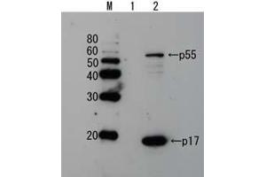 Western Blotting (WB) image for anti-Human Immunodeficiency Virus 1 Matrix (HIV-1 p17) (full length) antibody (ABIN2452017) (HIV-1 p17 Antikörper  (full length))