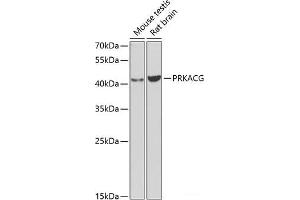 Western blot analysis of extracts of various cell lines using PRKACG Polyclonal Antibody at dilution of 1:1000. (PRKACG Antikörper)