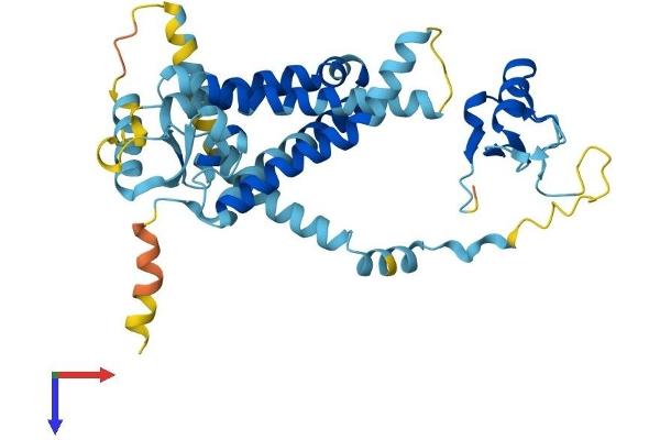 PEX12 Protein (AA 1-359) (His tag)