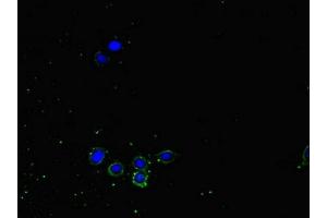 Immunofluorescent analysis of HepG2 cells using ABIN7161435 at dilution of 1:100 and Alexa Fluor 488-congugated AffiniPure Goat Anti-Rabbit IgG(H+L) (NRP2 Antikörper  (AA 60-209))
