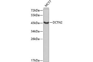 Western blot analysis of extracts of MCF-7 cells, using DCTN2 antibody (ABIN3023198, ABIN3023199, ABIN1512818 and ABIN6219434) at 1:1000 dilution. (Dynamitin Antikörper  (AA 50-320))