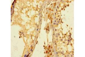Immunohistochemistry of paraffin-embedded human testis tissue using ABIN7158695 at dilution of 1:100