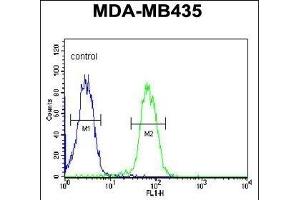 ASM3A Antibody (C-term) (ABIN651168 and ABIN2840109) flow cytometric analysis of MDA-M cells (right histogram) compared to a negative control cell (left histogram). (SMPDL3A Antikörper  (C-Term))
