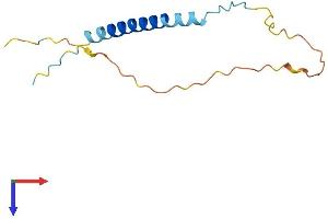 TCEAL8 Protein (AA 1-117) (His tag)