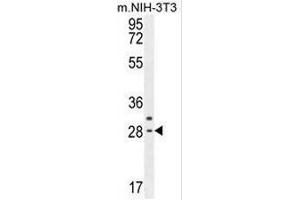 CLDN22 Antibody (Center) western blot analysis in mouse NIH-3T3 cell line lysates (35µg/lane). (Claudin 22 (CLDN22) (AA 97-126), (Middle Region) Antikörper)
