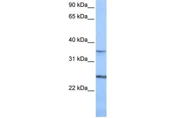 PIGF anticorps  (N-Term)