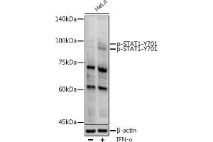 Western blot analysis of extracts of HeLa cells, using Phospho-ST-Y701 antibody (ABIN3019607, ABIN3019608, ABIN3019609 and ABIN1682075) at 1:1000 dilution. (STAT1 Antikörper  (pTyr701))