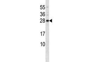 CD79b antibody western blot analysis in mouse liver tissue lysate (CD79b Antikörper  (AA 93-121))