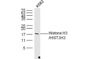 K562 Cell lysates probed with Histone H3 Polyclonal Antibody, unconjugated  at 1:300 overnight at 4°C followed by a conjugated secondary antibody at 1:10000 for 60 minutes at 37°C. (Histone 3 Antikörper  (AA 71-136))