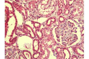 Anti-EMX1 antibody IHC staining of human kidney. (EMX1 Antikörper  (N-Term))