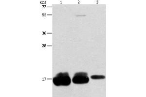 Western Blot analysis of Hela, hepg2 and A375 cell using IFITM3 Polyclonal Antibody at dilution of 1:500 (IFITM3 Antikörper)