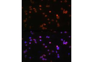 Immunofluorescence (IF) image for anti-Purinergic Receptor P2X, Ligand-Gated Ion Channel, 5 (P2RX5) (AA 341-422) antibody (ABIN6145117)