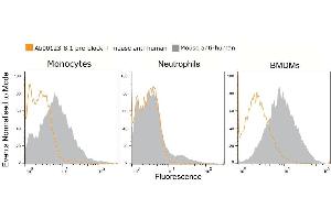 Blocking of Fc-receptors by anti-CD16/32 antibody. (Rekombinanter CD32/CD16 Antikörper)