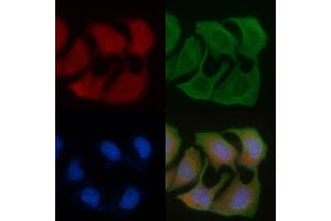 ABIN6256942 and ABIN6276055 staining Hela cells by IF/ICC. (Motilin Receptor Antikörper  (C-Term))