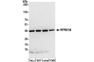 anti-Regulation of Nuclear Pre-mRNA Domain Containing 1B (RPRD1B) (AA 276-326) antibody