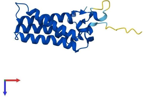 ORMDL3 Protein (AA 1-153) (His tag)