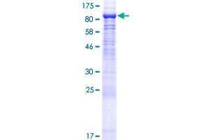 CAPN11 Protein (AA 1-702) (GST tag)