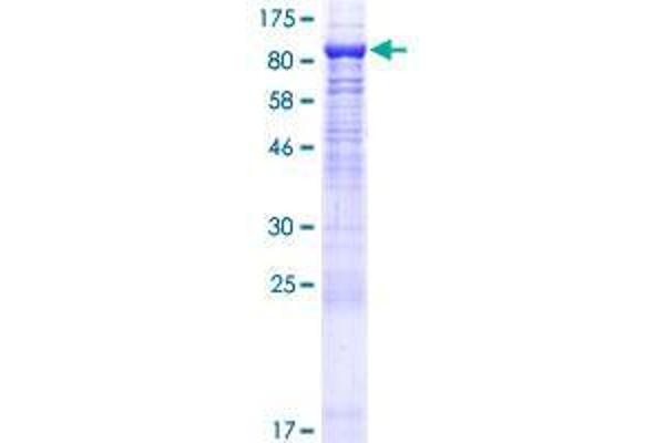 CAPN11 Protein (AA 1-702) (GST tag)