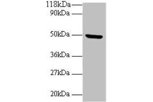 Western blot All lanes: BMP7 antibody at 2 μg/mL + Mouse kidney tissue Secondary Goat polyclonal to rabbit IgG at 1/10000 dilution Predicted band size: 50 kDa Observed band size: 50 kDa (BMP7 Antikörper  (AA 293-431))