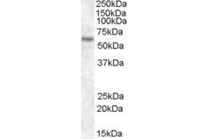 ABIN184740 (1µg/ml) staining of HEK293 lysate (35µg protein in RIPA buffer). (TFE3 Antikörper  (N-Term))