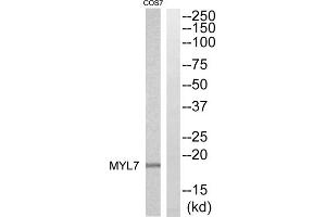 Western blot analysis of extracts from COS7 cells, using MYL7 antibody. (MYL7 Antikörper  (Internal Region))