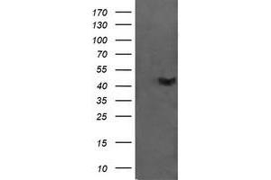 Image no. 1 for anti-Chromosome 2 Open Reading Frame 62 (C2orf62) antibody (ABIN1497054) (C2orf62 Antikörper)