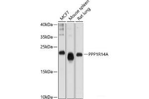 Western blot analysis of extracts of various cell lines using PPP1R14A Polyclonal Antibody at dilution of 1:1000. (CPI-17 Antikörper)