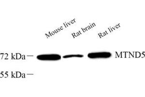 Western blot analysis of MTND5 (ABIN7074659) at dilution of 1: 1000 (MT-ND5 Antikörper)