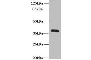 Western blot All lanes: NTM antibody IgG at 2. (Neurotrimin Antikörper  (AA 30-316))