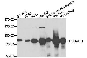 Western blot analysis of extracts of various cell lines, using EHHADH antibody. (EHHADH Antikörper  (AA 444-723))