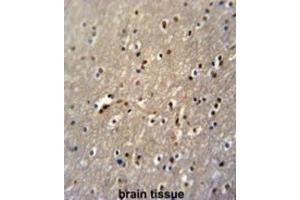 Immunohistochemistry (IHC) image for anti-PAP Associated Domain Containing 4 (PAPD4) antibody (ABIN3002233) (PAPD4 Antikörper)