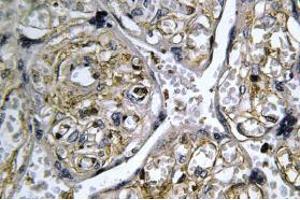 Image no. 1 for anti-Insulin-Like 4 (Placenta) (INSL4) antibody (ABIN317832) (INSL4 Antikörper)