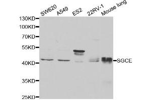 Western Blotting (WB) image for anti-Sarcoglycan, epsilon (SGCE) antibody (ABIN1876518) (SGCE Antikörper)