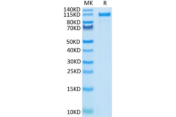 ErbB2/Her2 Protein (AA 23-652) (Fc Tag)