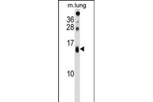 DEXI Antibody (C-term) (ABIN1537462 and ABIN2848603) western blot analysis in mouse lung tissue lysates (35 μg/lane). (DEXI Antikörper  (C-Term))