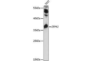 Western blot analysis of extracts of 293T cells, using ZFP42 antibody (ABIN7271483) at 1000 dilution. (ZFP42 Antikörper  (AA 1-140))