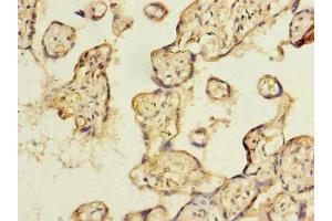 Immunohistochemistry of paraffin-embedded human placenta tissue using ABIN7151342 at dilution of 1:100