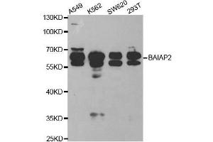 Western blot analysis of extracts of various cell lines, using BAIAP2 antibody. (BAIAP2 Antikörper  (AA 362-521))