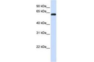 Image no. 1 for anti-Kin of IRRE Like 2 (Drosophila) (KIRREL2) (AA 72-121) antibody (ABIN6741075) (KIRREL2 Antikörper  (AA 72-121))